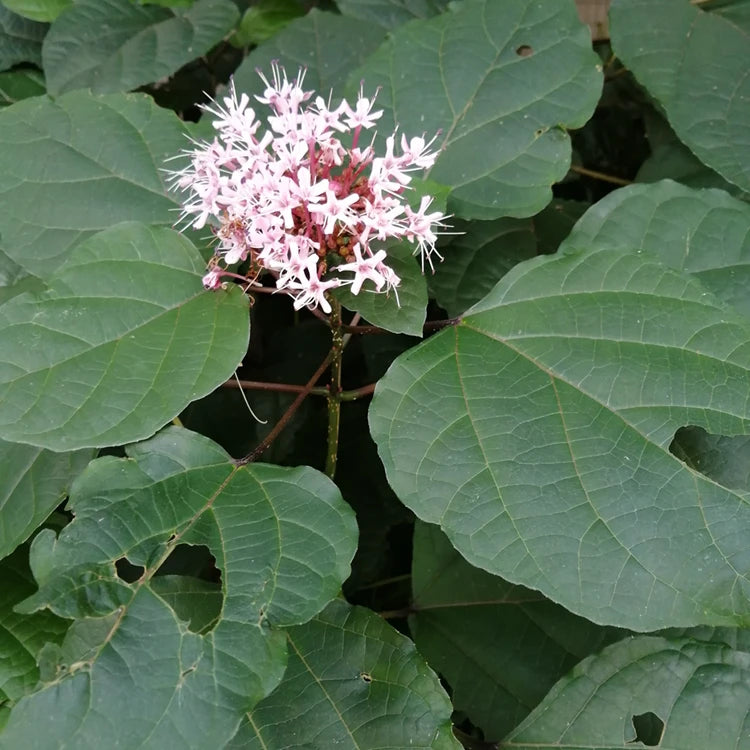 Chou Mu Di Dried Clerodendrum Bungei Stem and Leaf of Rose Glorybower for Sale