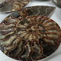 Wholesale High Quality Natural Ammonite Fossil Mineral Specimen Slice Snail Crystal Conch Fossil for Decoration