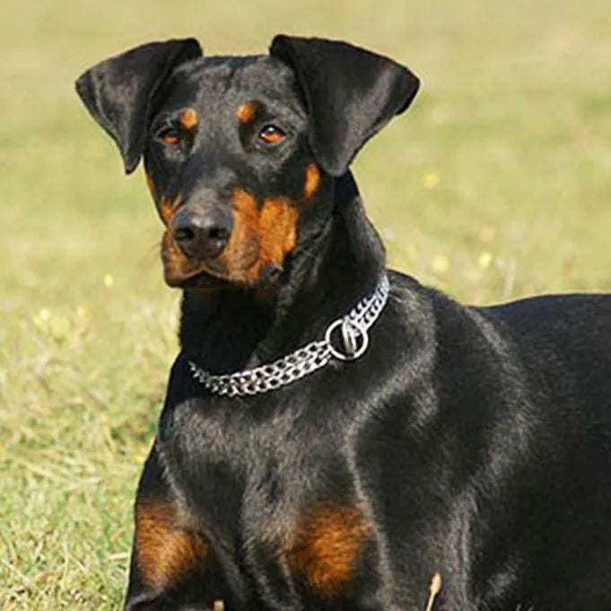 Wholesale Long Link Cuban Bull Dog Collar