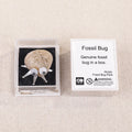 Wholesale Mixed Funny Science Educational Kit Mini Natural Fossil Collection Set
