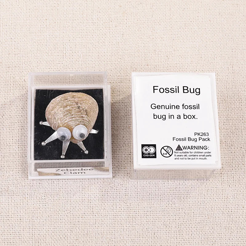Wholesale Mixed Funny Science Educational Kit Mini Natural Fossil Collection Set