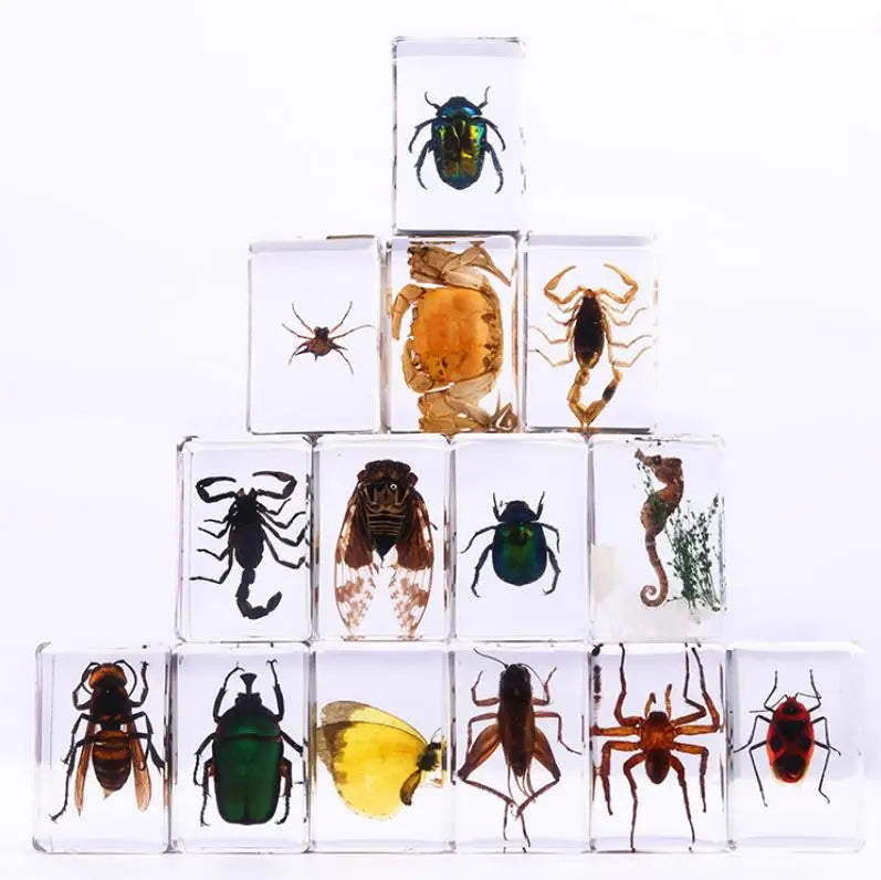 Insect in Resin Specimen Bugs Collection Paperweights Arachnid Preserved Party Favors for Kids Scientific Educational Simulation