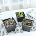 Black Outdoor Flowerpot Succulent Plants Square Plastic Plant Nursery Pot Root Control Garden Pots