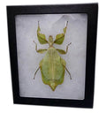 Reliable Insect Tray Boxes for Professional Insect Storage & Display