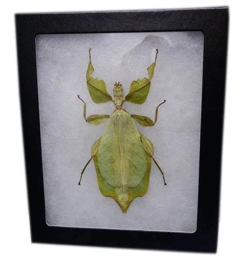 Reliable Insect Tray Boxes for Professional Insect Storage & Display
