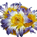 Bulk Dry Egyptian Pink Blue Lotus Flower Tea Flavorful Dried Nelumbo Nelumbo