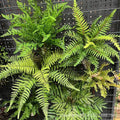 F-L0247 Artificial Fern Plant Plastic Real Touch Decorative Green Leaves