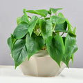Hotsale Fashionable Plastic Artificial Anthurium Leaves Plant Greenery Decorative Home 35CM