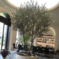Faxu 8ft Tall Artificial Olive Tree Interior Decorative Plastic Grass and Leaf Plant for Indoor Use