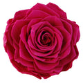 Preserve Roses Flowers 7 - 8 cm Large Size 3 Pcs Box Order Natural Real Touch Everlasting Rose Flower Eternal Rose
