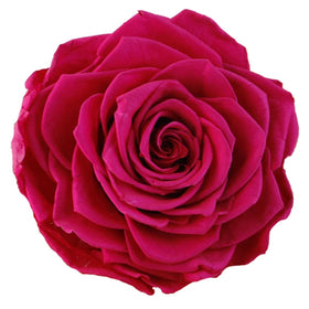 Preserve Roses Flowers 7 - 8 cm Large Size 3 Pcs Box Order Natural Real Touch Everlasting Rose Flower Eternal Rose