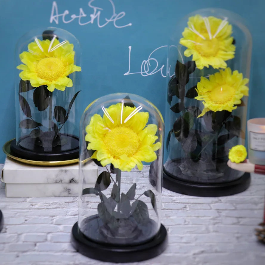 Factory Direct Sale Long-lasting Sunflower Home Decoration Preserved Real Sunflower in Glass Dome for Home Decor