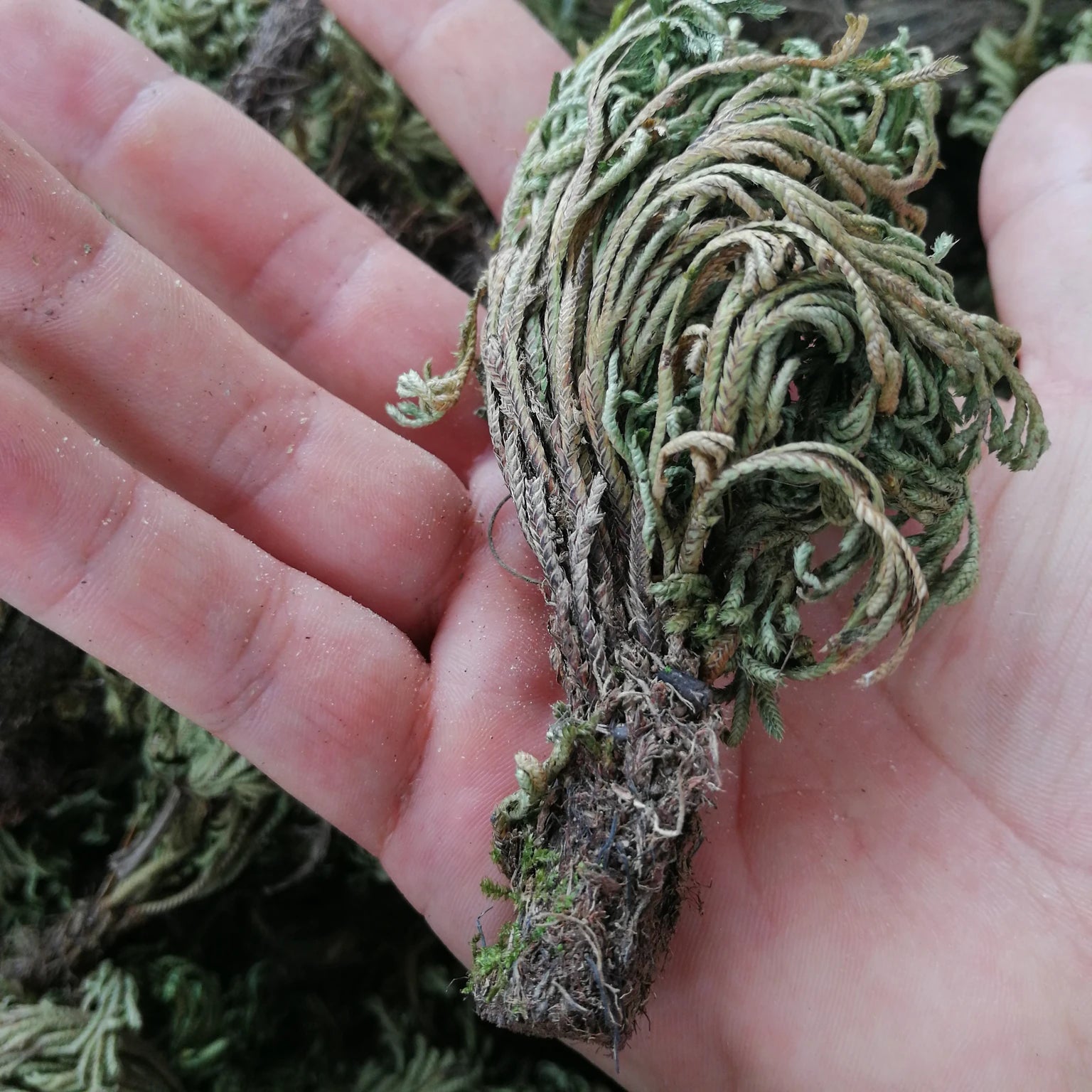 Juan Bai Natural Whole Tamariskoid Spikemoss Raw Dried Tamariskoid Spikemoss Herb for Sale