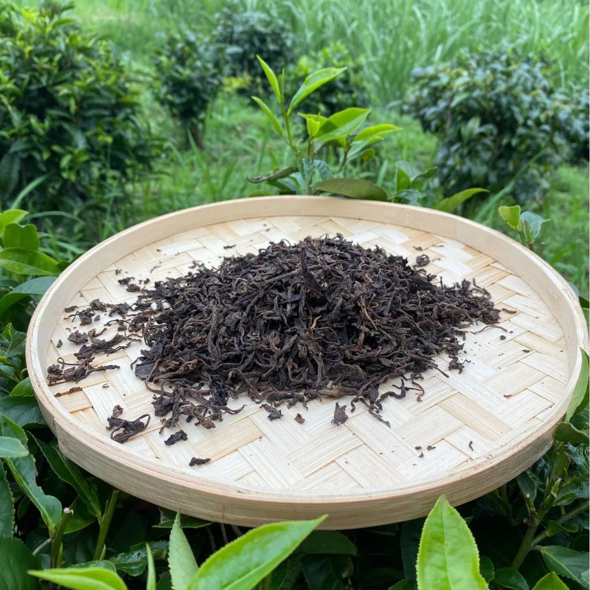 Natural Hot Selling Gaba Shu Puer Tea Wholesales Gaba Puerh Shu Loose Tea Pu Er Cha MegaBDM