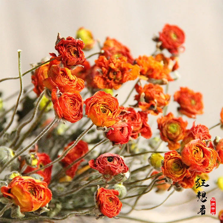 Factory Direct Sales of Dried Peony Flowers Ins Nordic Style Natural Dried Flowers Home Decoration Dried Flowers