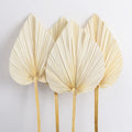 Natural Dried Palm Leaves Bleached and Natural Color Palm