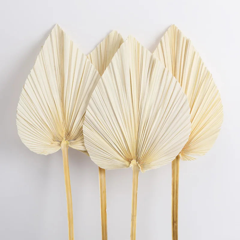Natural Dried Palm Leaves Bleached and Natural Color Palm