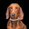 Stocked Fashion Bling Luxury Pet Cat and Dog Costume Jewelry