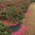 7.5 Gallon Flower Pots Planters for air Pe Pots Ukuran 70x70