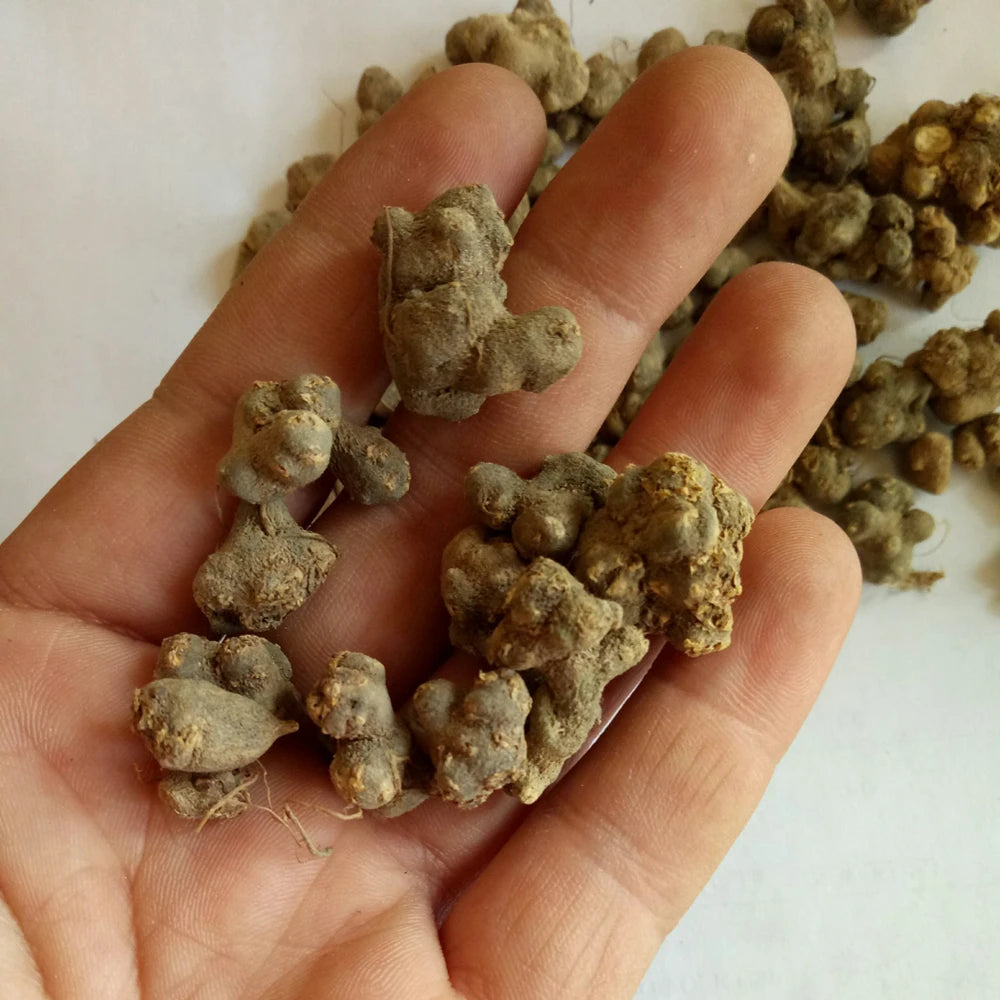 Xia Tian Wu Organic Herb RHIZOMA CORYDALIS DECUMBENTIS for Sale