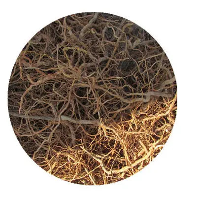 Herbal Plants Conkerberry Bush plum Root Dried Carissa Spinarum Roots for Sale