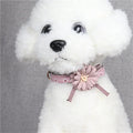 Wholesale Stocked Leather Flower Classic Dog Collar Leash Set