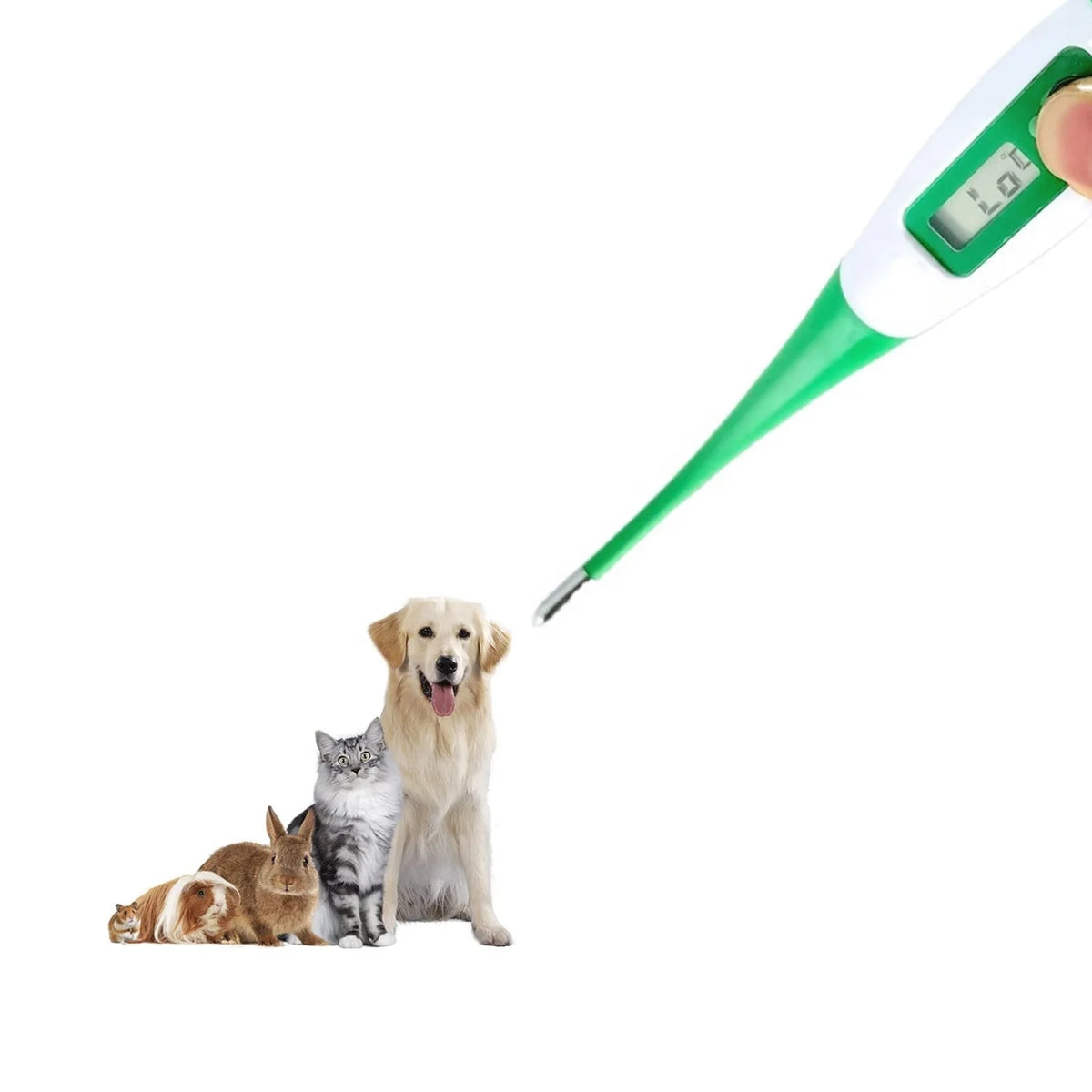 Camel Horse Pig Cow Rabbit Chicken Sheep Dog Cat Animal Rectal Pediatric Temperature Veterinary Digital Thermometer