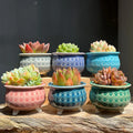 MSH Succulent Flower Pot Ceramic Ice Crack Cat Claws Desktop Green Planter