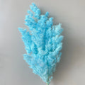 Factory Wholesale Natural Preserved Plants Penglai Pine Dried Flower Home Decoration Ornaments