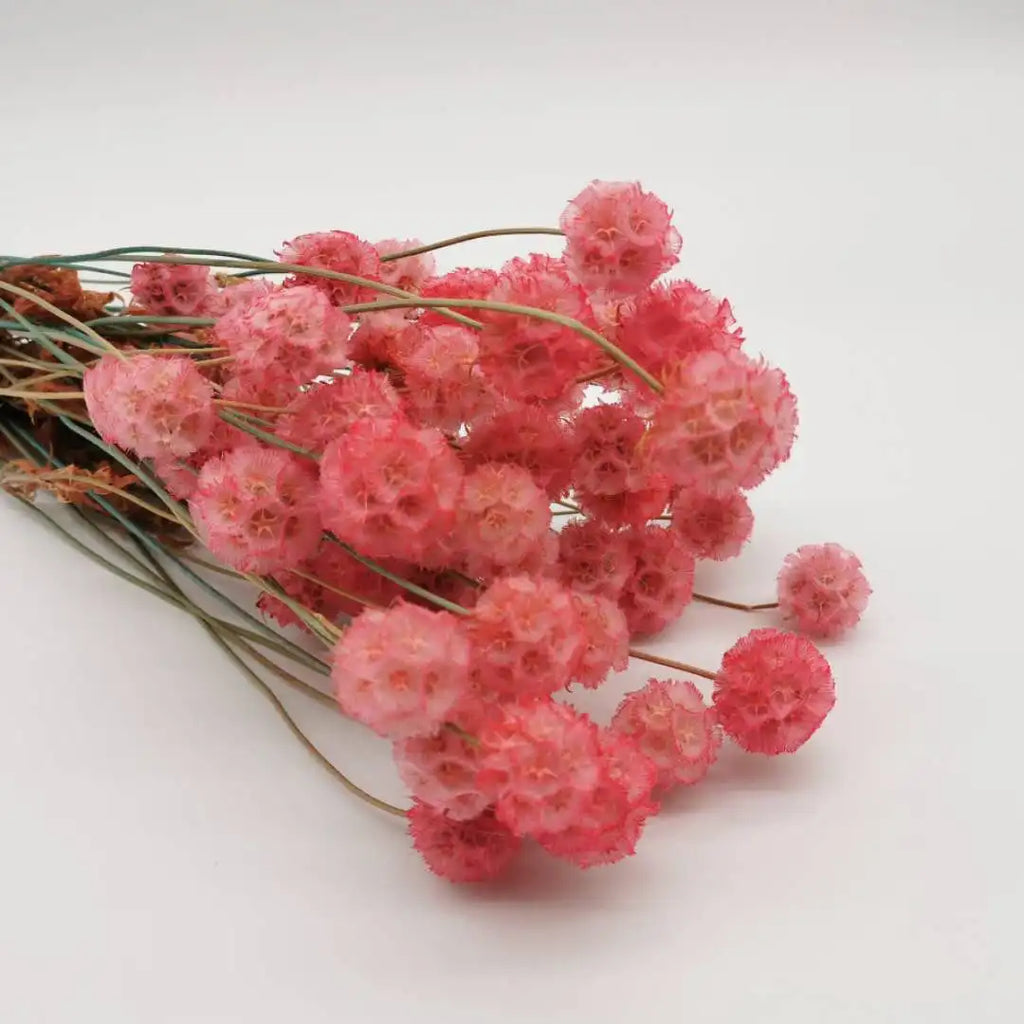Hot Selling Preserved Flowers multi heads Windmill Fruit Preserved Scabiosa Pine Worm Corn for Home Decoration