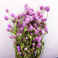 High Quality Natural Dried Globe Amaranth Flower Gomphrena Globosa Preserved Plant for DIY Bouquets