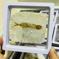 Wholesale Precious Stone Display Popular Science Stone Lycoptera Fish fossil for Decoration
