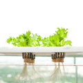 DWC Hydroponic Lettuce Vertical Farming Grow Systems Hydroponic Growing System for Greenhouse