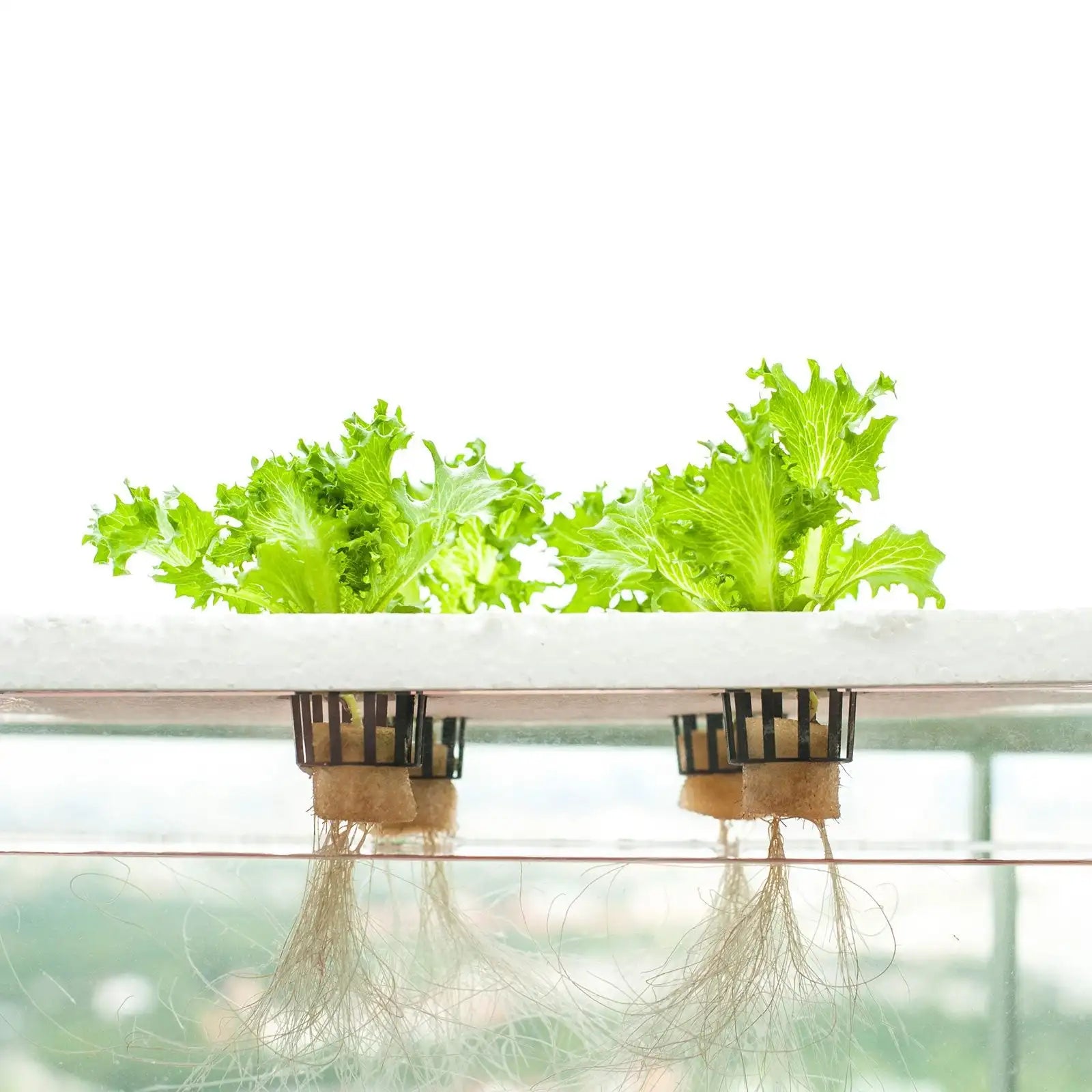 DWC Hydroponic Lettuce Vertical Farming Grow Systems Hydroponic Growing System for Greenhouse