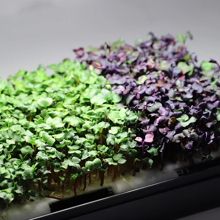Indoor Germination Propagation Kit Planter Seed Starting Full-Spectrum 16W 6400K Grow Light Automated Timed Food-Safe Materials MegaBDM