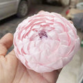 Wholesale Real Flower Preserved Peony Long Lasting Flowers for Valentine's Day New Year & Christmas Decoration Gifts