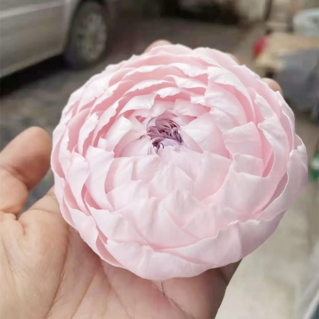 Wholesale Real Flower Preserved Peony Long Lasting Flowers for Valentine's Day New Year & Christmas Decoration Gifts