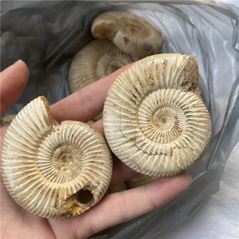 Wholesale Natural Mineral Specimen Large Conch Ammonite Fossils