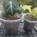 Wholesale Durable Plastic Transparent Orchid Flower Pot Plastic Planter Pots Phalaenopsis Flower Pot