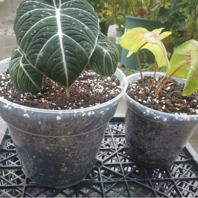 Wholesale Durable Plastic Transparent Orchid Flower Pot Plastic Planter Pots Phalaenopsis Flower Pot