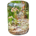 Custom Made Hand-blown Clear Glass DIY Terrarium Kit