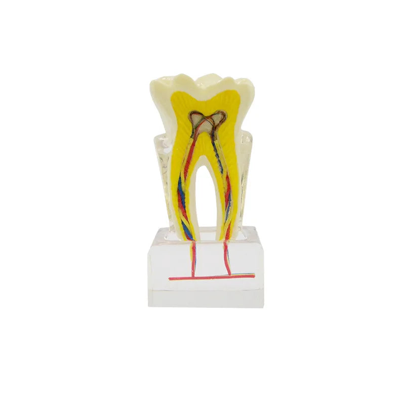 Multifunctional 6-Molar Tooth Model Nerve Anatomical for Dentist Education Demonstration Multifunctional Oral Hygiene Product