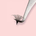 Fast Fanning 0.03 0.05 0.07mm Mega Volume Easy Fan Lash Extensions Private Labels Matte Black Auto Fan Blooming Lashes