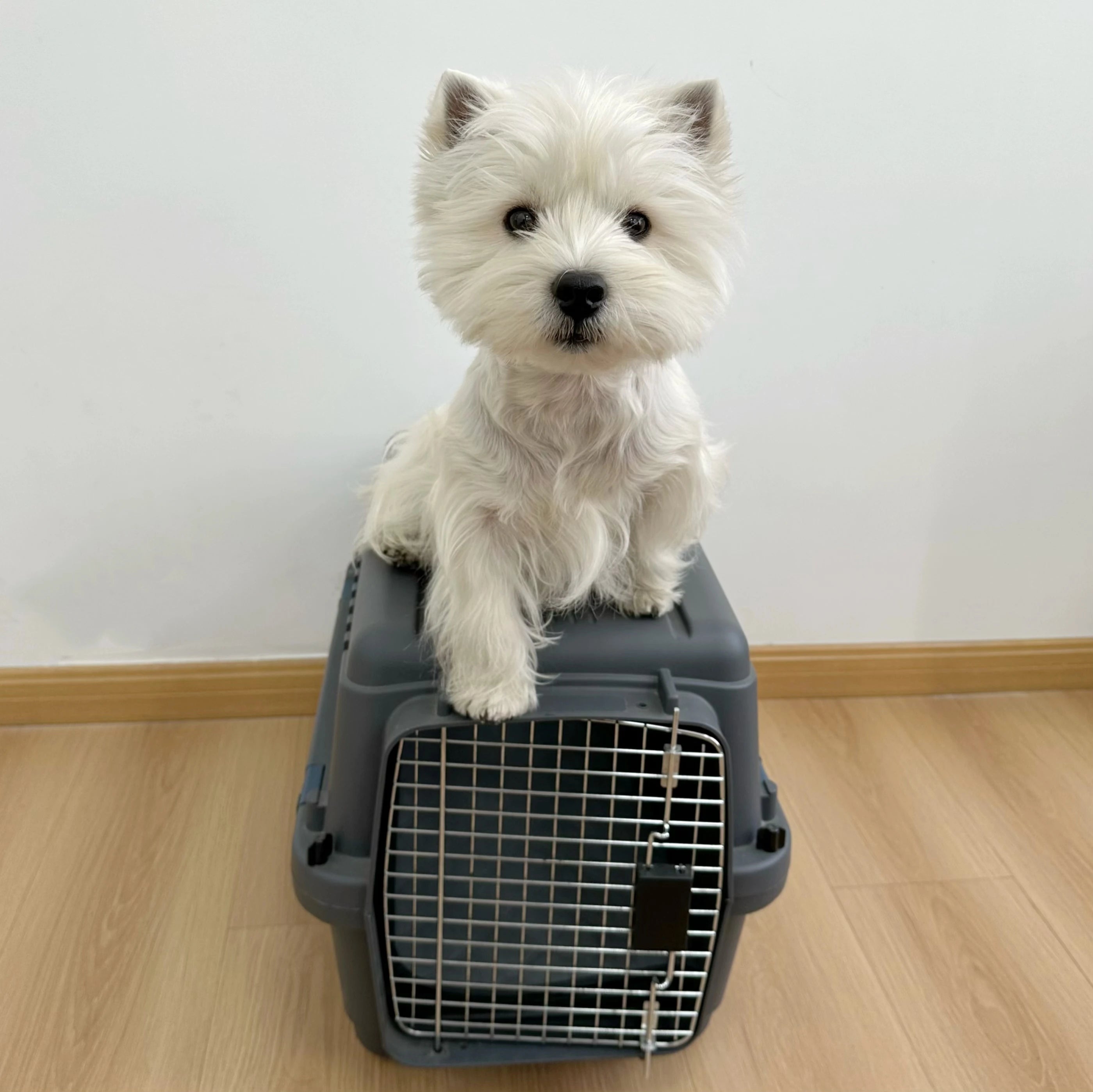 Fast Delivery Airline Approved Portable Plastic Large Air Travel Kennel on Wheels Pet Dog Cat Carrier Crate Cage for Sale