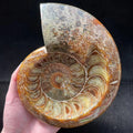 Natural Crystal Raw Rock Spiritual Healing Products Ammonite Fossils Stone  for Decoration