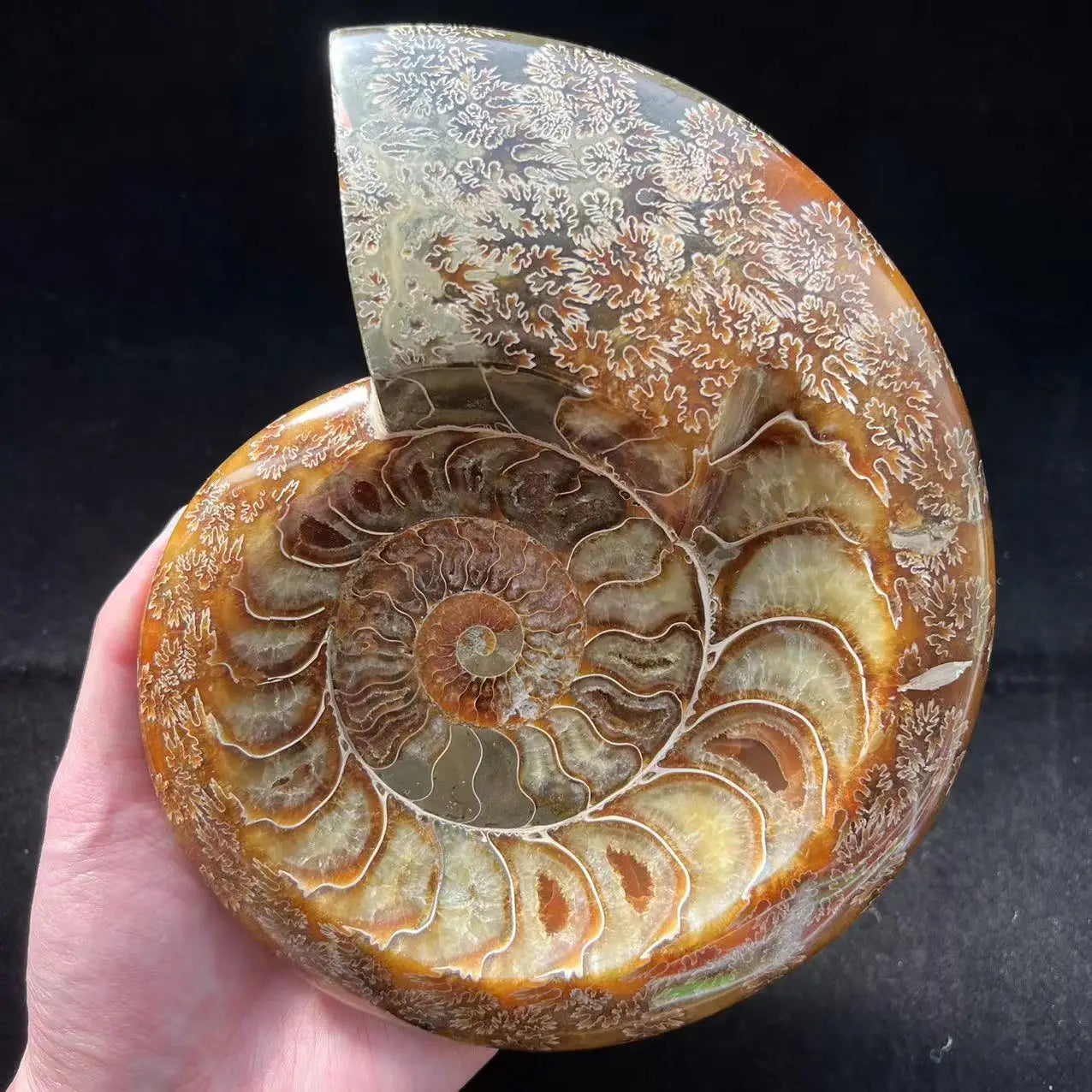 Natural Crystal Raw Rock Spiritual Healing Products Ammonite Fossils Stone  for Decoration
