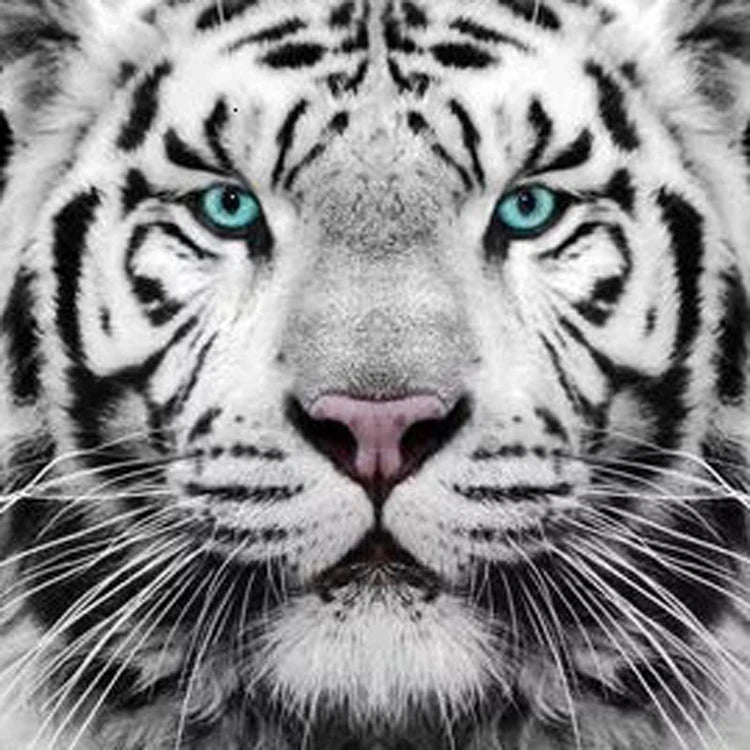 Full 5D DIY Diamond Painting Tiger Cross Stitch Mosaic Diamond Embroidery Black and White Animals Rhinestone Crafts Kit