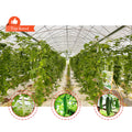 Top Ventilation 10m Tunnel Multi Span Momordica Charantia Sawtooth Greenhouse for Tropical Area
