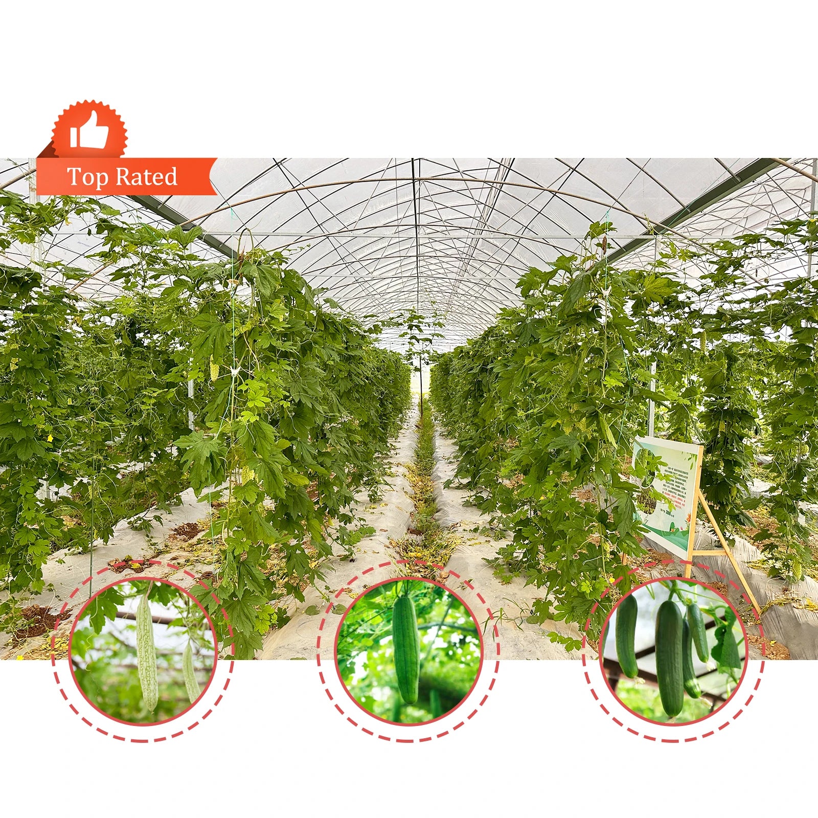 Top Ventilation 10m Tunnel Multi Span Momordica Charantia Sawtooth Greenhouse for Tropical Area