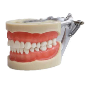 Dental Study Teaching Model 200H Standard Dental Teeth Model With 32pcs Teeth
